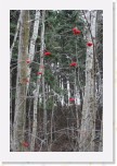 IMG_1856 * 2304 x 3456 * (4.54MB)