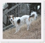 tazzie1 * 2440 x 2304 * (2.36MB)