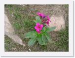 CIMG1203 * 2304 x 1712 * (1.84MB)
