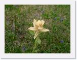 CIMG1228 * 2304 x 1712 * (1.83MB)