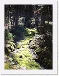 p6290081 * 2304 x 3072 * (1.57MB)