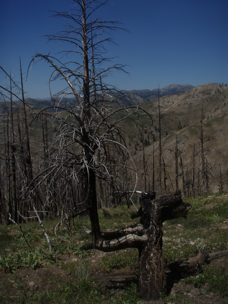 dead tree